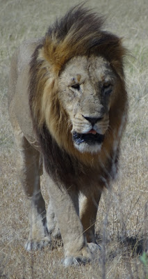 africa%25204798.JPG
