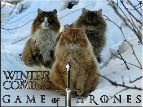 game-of-throne-cats.jpg
