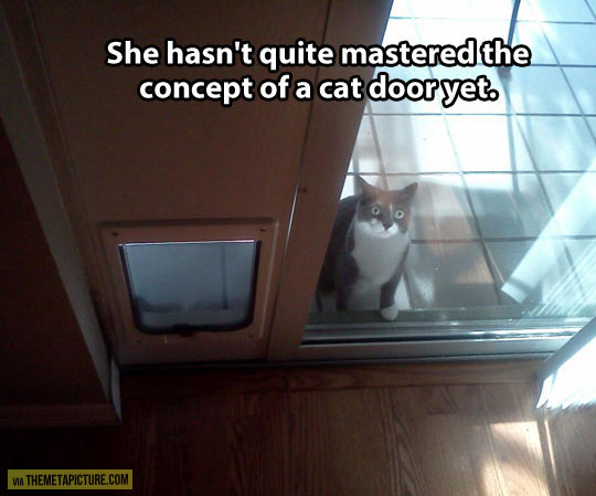 funny-cat-window-door1.jpg