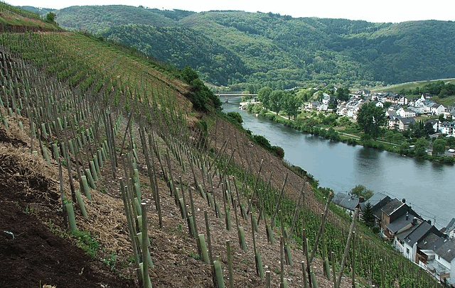 winegourd.blogspot.com