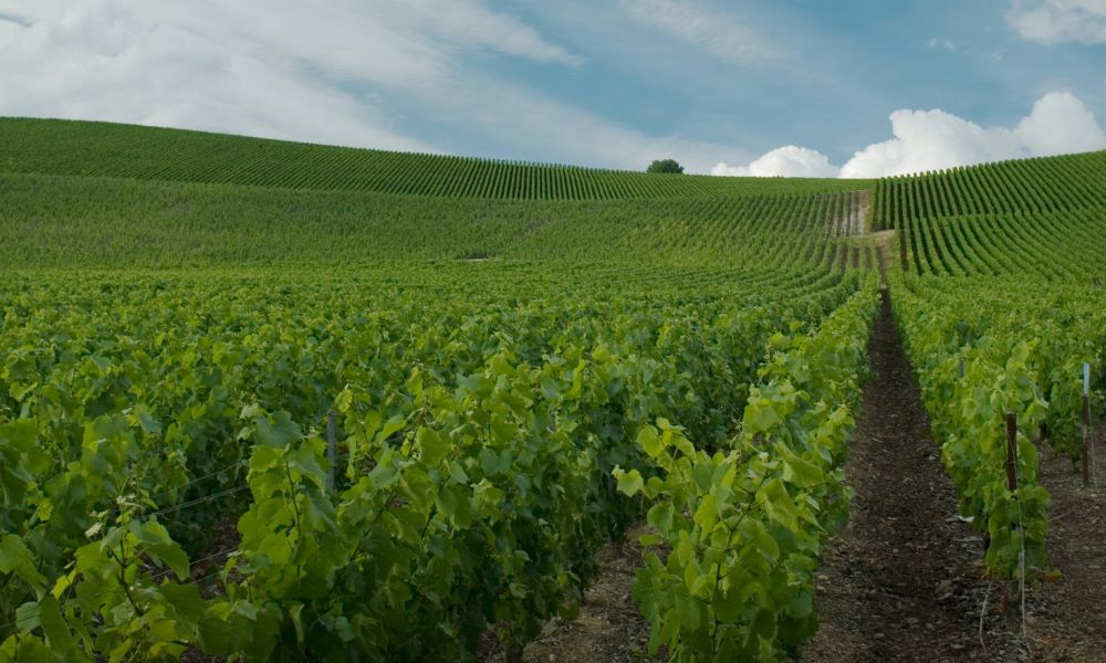thewineemporium.com.au