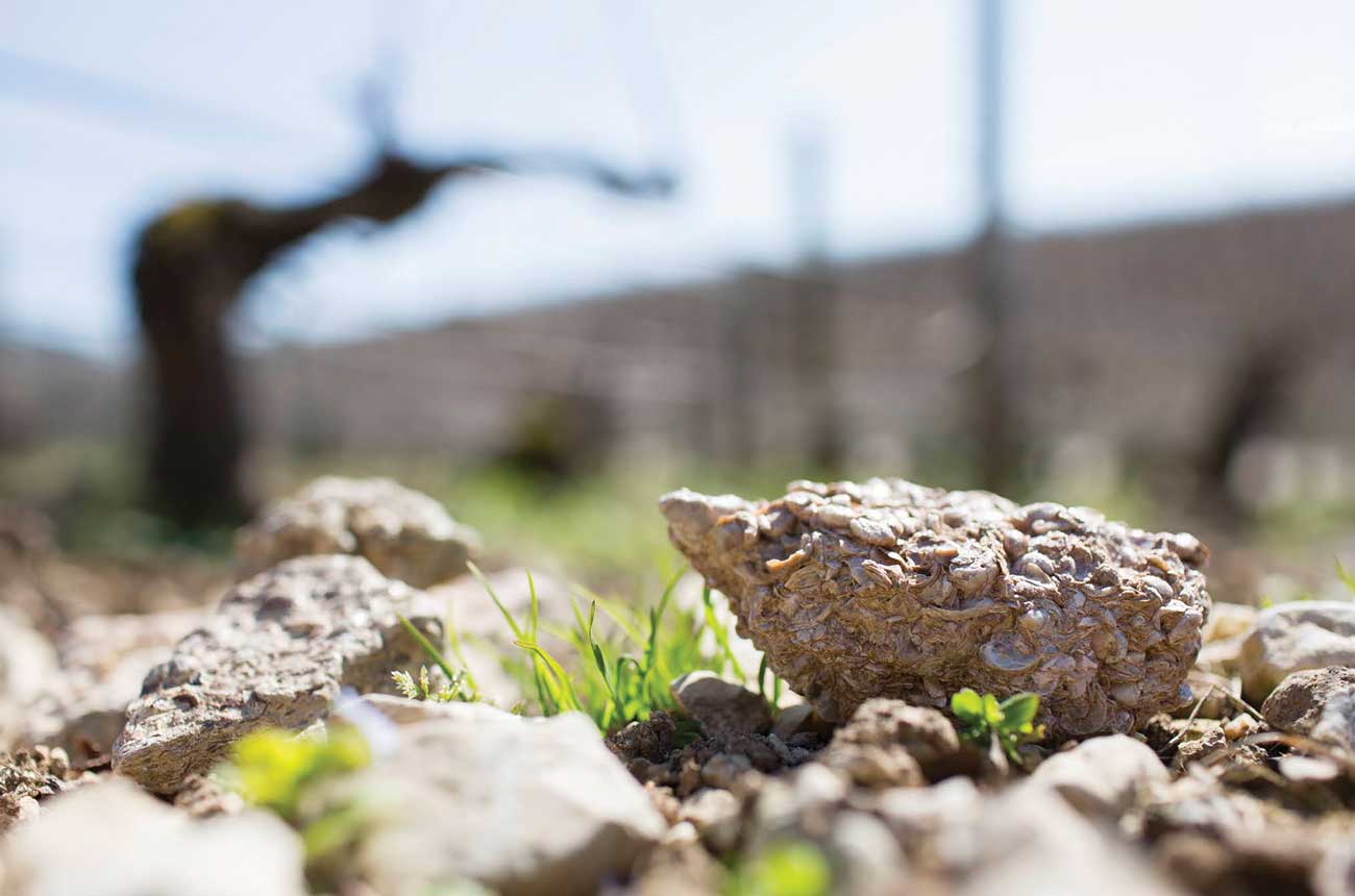 www.decanter.com