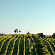 www.thecupsestate.com.au
