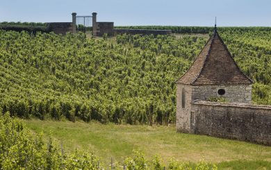 www.wineintuition.com