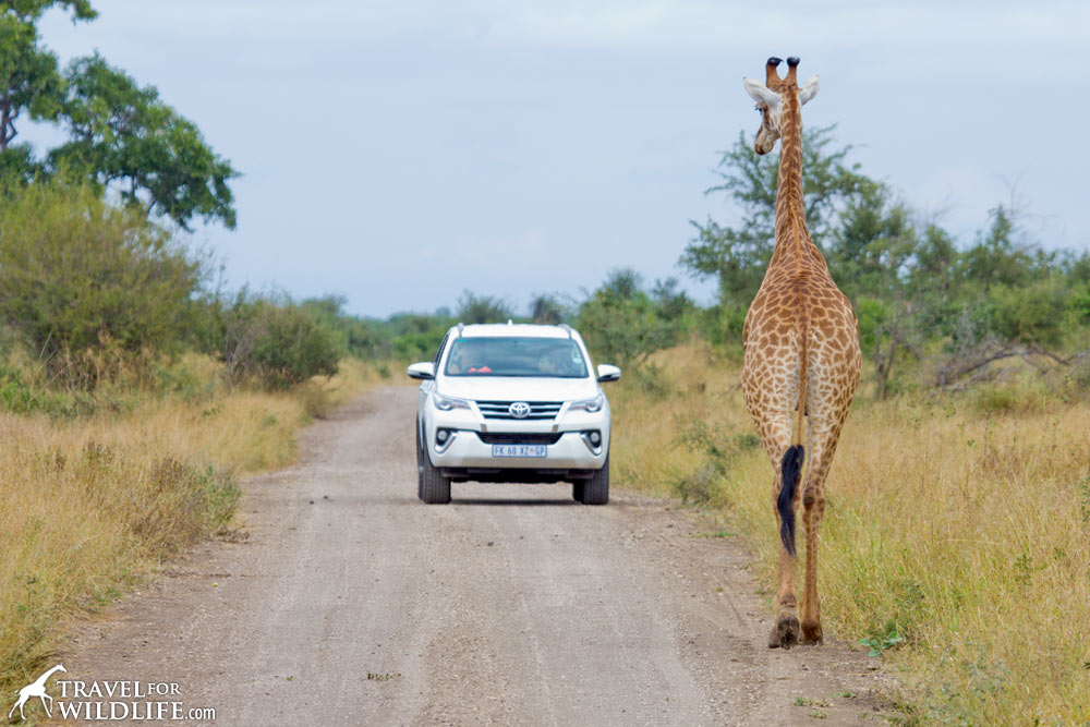 giraffe-in-road-kruger.jpg