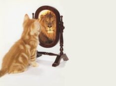 Fake status cat mirror